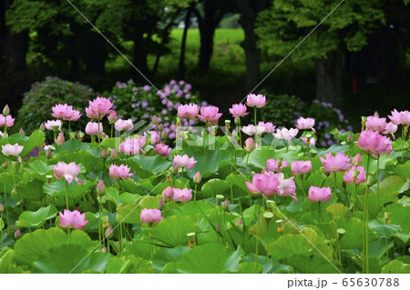 古河総合公園の大賀ハスの花 古河総合公園の大賀ハスの花 65630788