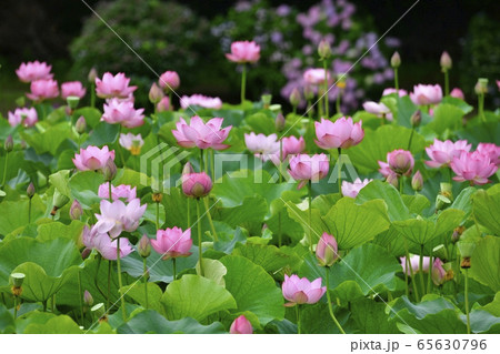 古河総合公園の大賀ハスの花 古河総合公園の大賀ハスの花 65630796