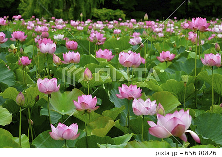 古河総合公園の大賀ハスの花 65630826