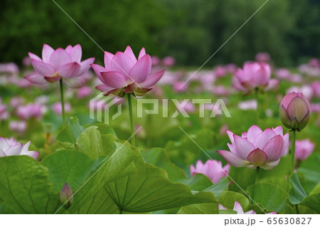 古河総合公園の大賀ハスの花 古河総合公園の大賀ハスの花 65630827