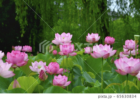 古河総合公園の大賀ハスの花 65630834