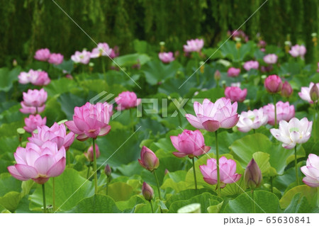 古河総合公園の大賀ハスの花 古河総合公園の大賀ハスの花 65630841