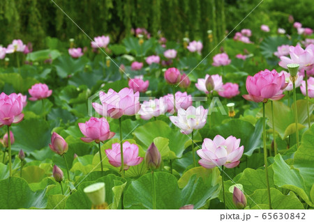 古河総合公園の大賀ハスの花 古河総合公園の大賀ハスの花 65630842