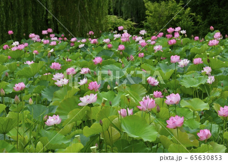 古河総合公園の大賀ハスの花 65630853