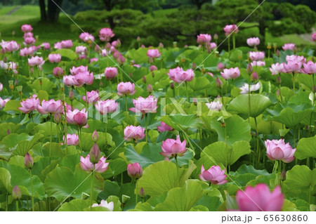 古河総合公園の大賀ハスの花 65630860