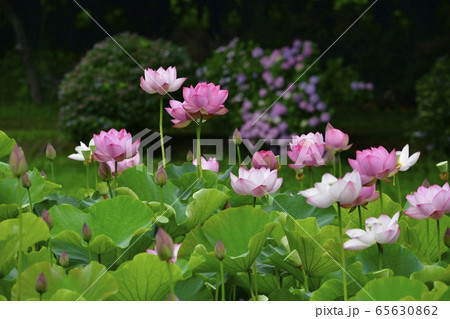 古河総合公園の大賀ハスの花 65630862