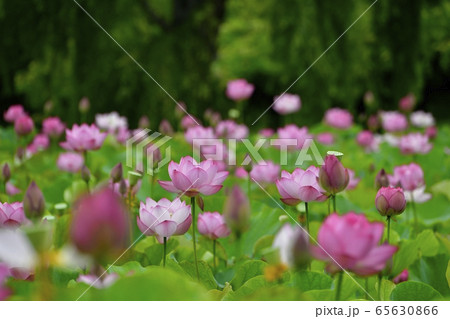 古河総合公園の大賀ハスの花 古河総合公園の大賀ハスの花 65630866