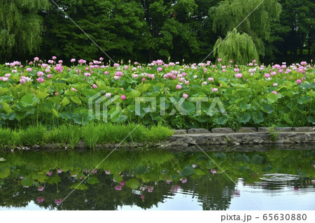 古河総合公園の池に映る大賀ハスの花 65630880
