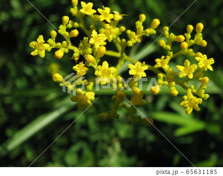 オミナエシ オミナエシ 65631185