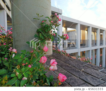 誰もいない回廊、渡り廊下に咲くピンクのつる薔薇 誰もいない回廊、渡り廊下に咲くピンクのつる薔薇 65631555