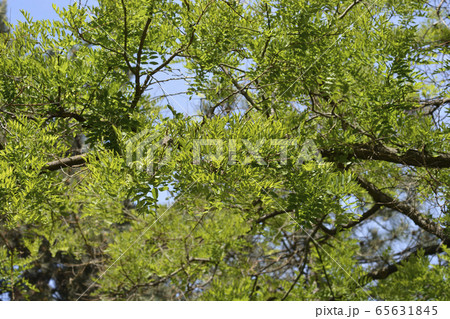 Japanese pagoda tree Japanese pagoda tree 65631845