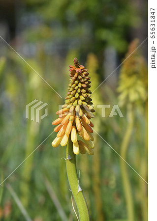 Red-hot poker Red-hot poker 65631847