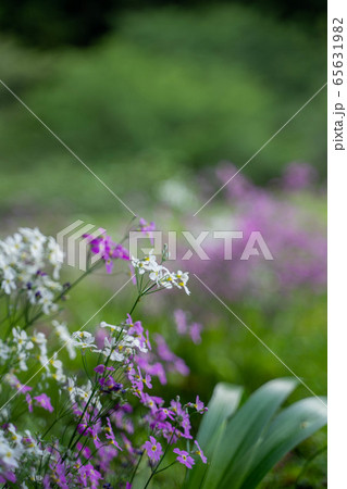 野花 野花 65631982