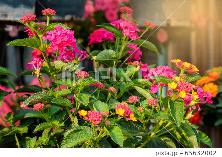 small flowers plant on ground ,mini garden 65632002