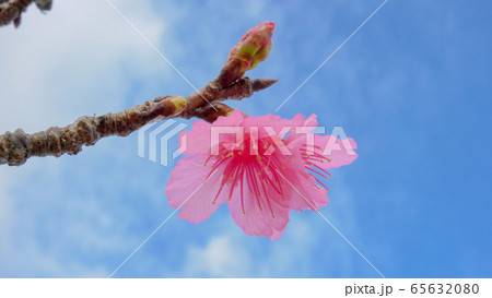 沖縄　桜　琉球寒緋桜　リュウキュウメジロ　広告　素材　離島　春　 65632080