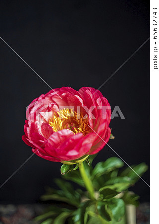 赤い芍薬 赤い芍薬 65632743
