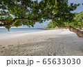 Paradise beach, Trees on white beach 65633030