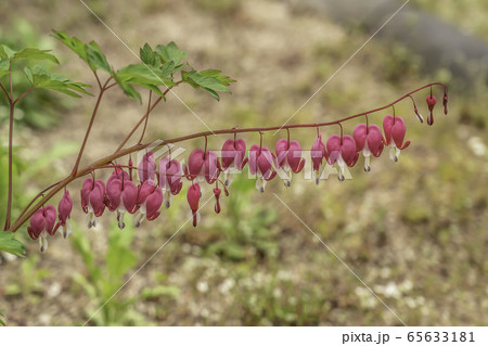 ケマンソウ 花 植物 65633181