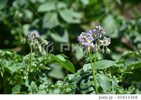 ジャガイモの花 65633368