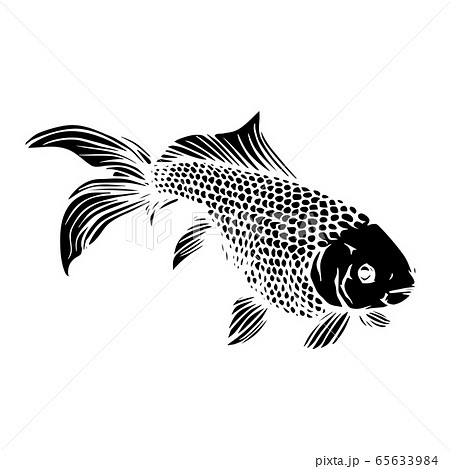 金魚　琉金　イラスト 65633984