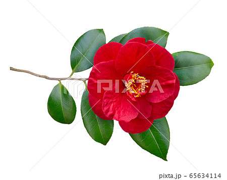 Red camellia branch with open flower isolated on 65634114