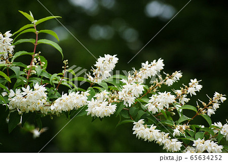 ウツギの花 65634252