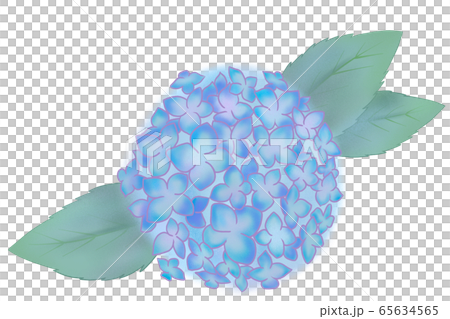 hydrangea hydrangea 65634565