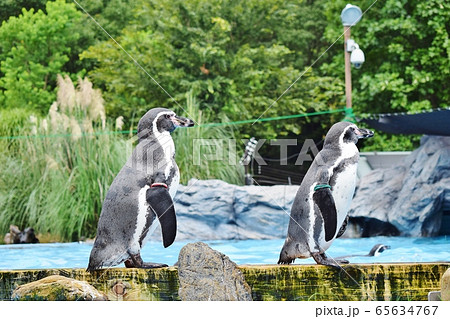 東山動物園　ペンギン 65634767