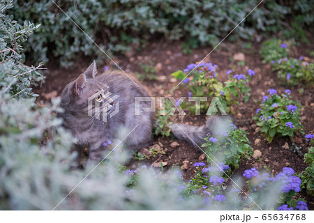 Cat on Dubrovnik, Croatia 65634768