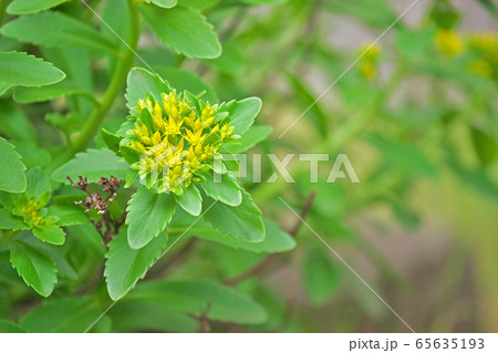 小さな黄色のキリンソウの花 65635193