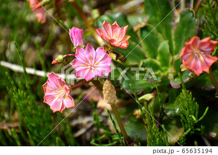 レウィシア ピンクの花アップ レウィシア ピンクの花アップ 65635194