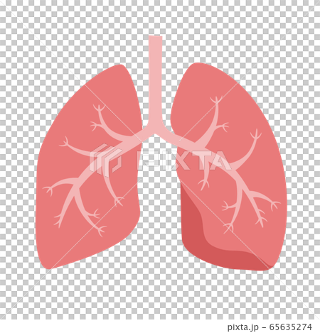健康な肺のイラスト 気管支から細気管支 肺胞道まで のイラスト素材