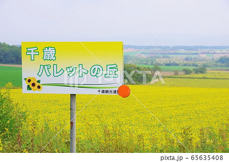 北海道 千歳市 パレットの丘 ひまわり 北海道 千歳市 パレットの丘 ひまわり 65635408