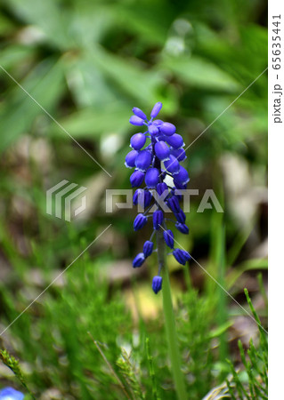 5月ムスカリ 青紫の花 5月ムスカリ 青紫の花 65635441