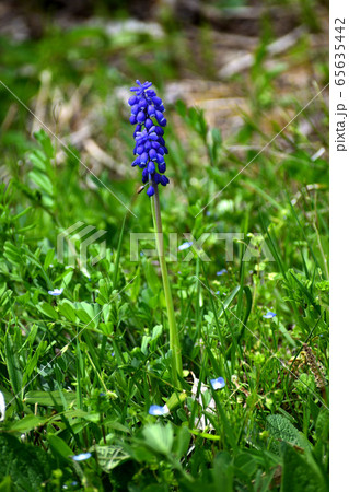 ５月ムスカリ 青紫の花の写真素材