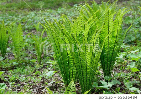 コゴミ クサソテツ 観葉植物 葉 グリーンの写真素材