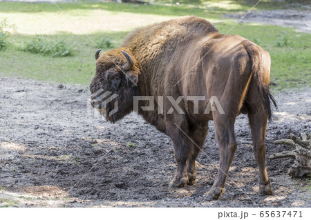 Big shaggy aurochs Big shaggy aurochs 65637471