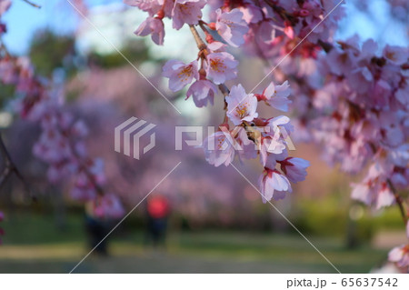 桜 桜 65637542
