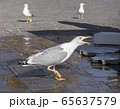 Screaming seagull walks on the area 65637579