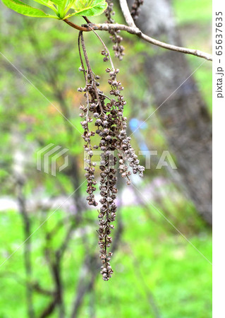 リョウブ 種子 65637635