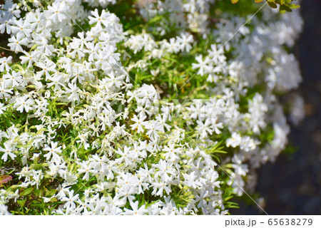 白いシバザクラ3 白いシバザクラ3 65638279