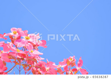 ハナミズキと青空5 65638287