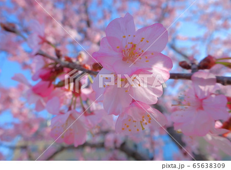 桜 65638309