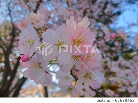 桜 65638465