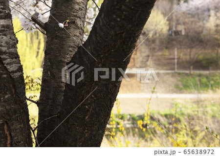 桜 良才川 春の花 65638972