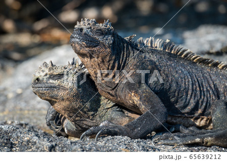 Marine iguana lying on another on beach Marine iguana lying on another on beach 65639212