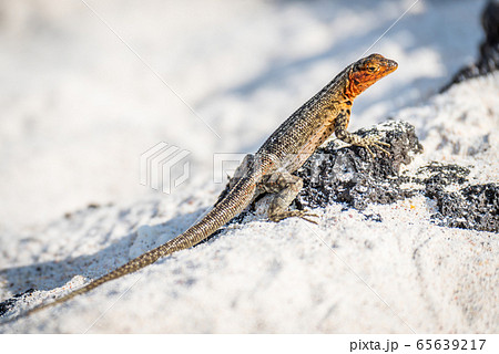 Lava lizard perched on stone on beach 65639217
