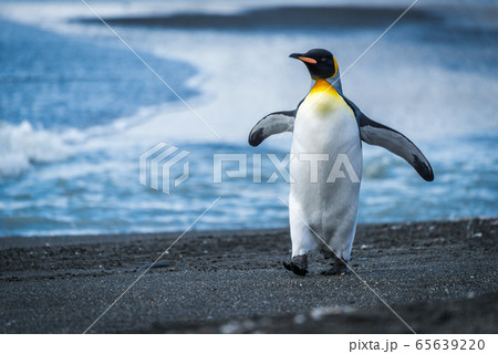 King penguin walking along beach waving flippers 65639220