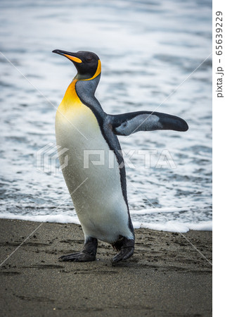 King penguin on sandy beach flapping flippers 65639229