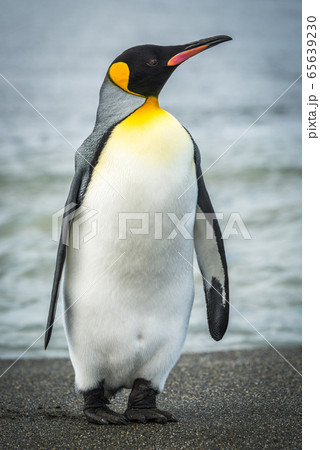 King penguin on beach with waves behind 65639230